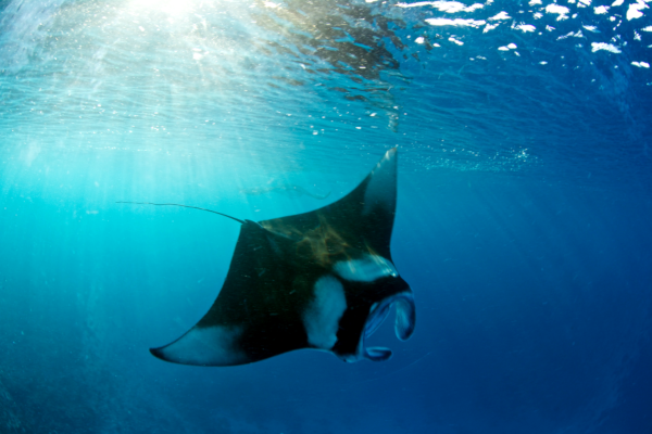 What It’s Like to Do a Dive Safari in Bali